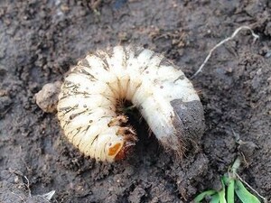 埼玉県　天然　シロテンハナムグリ　幼虫5匹