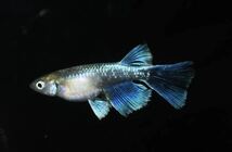 本陣メダカファームズ【クロマージュ】リアルロングフィン　仔魚７匹+α（超極上種親画像）_画像2