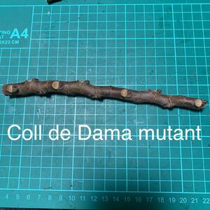 Coll de Dama mutant穂木　いちじく穂木 イチジク穂木 