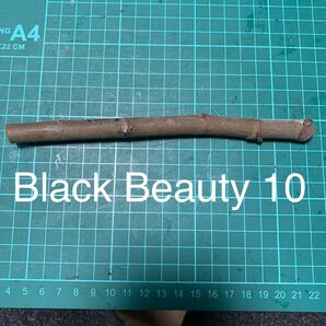 Black Beauty 10穂木 イチジク穂木 いちじく穂木 の画像1