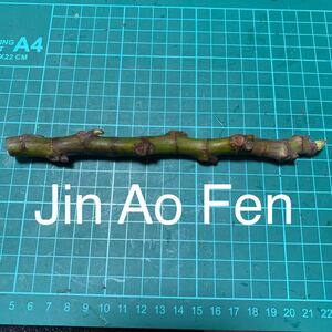 Jin Ao Fen穂木 イチジク穂木 いちじく穂木 