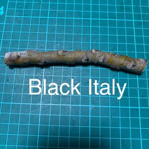 Black Italy穂木　イチジク穂木 いちじく穂木 