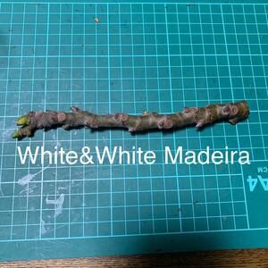 White&White Madeira穂木　イチジク穂木 いちじく穂木 