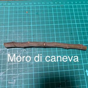 Moro di caneva穂木 イチジク穂木 いちじく穂木 