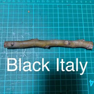 Black Italy穂木　イチジク穂木 いちじく穂木 