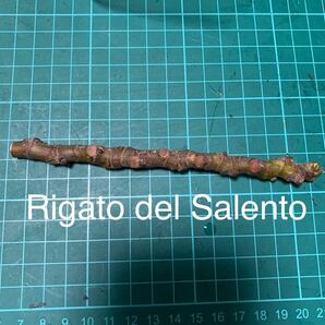 Rigato del Salento穂木 イチジク穂木 いちじく穂木 の画像1