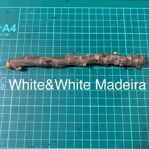 White&White Madeira穂木　イチジク穂木 