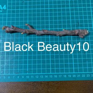 Black Beauty10穂木 ①イチジク穂木 いちじく穂木 の画像1