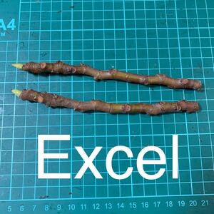Excel穂木２本 いちじく穂木　イチジク穂木