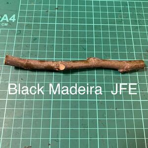 Black Madeira JFE穂木 いちじく穂木 イチジク穂木 
