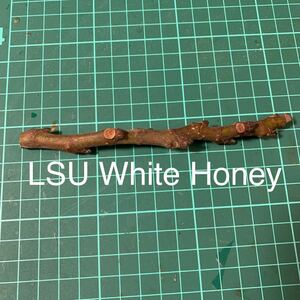 LSU White Honey穂木　イチジク穂木 いちじく穂木 