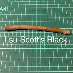 Lsu Scott's Black穂木　いちじく穂木 イチジク穂木 