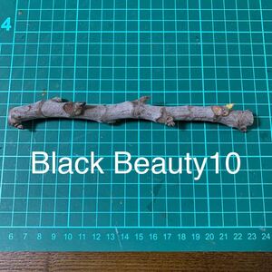 Black Beauty10穂木　いちじく穂木 イチジク穂木 