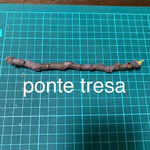 ponte tresa穂木　イチジク穂木 いちじく穂木 