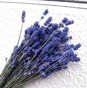 me.. atelier Hokkaido dry flower . good .. purple lavender ..* material for flower arrangement lease preserved flower herbarium flower arrangement 