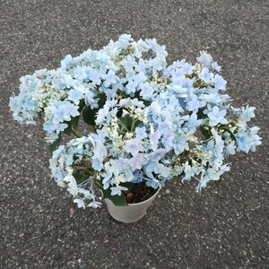 100 jpy ~* hydrangea *..*. -ply ..* bouquet ..*gak hydrangea * blooming after half - both . flower . equipment ornament flower as with blooming * 5 number 