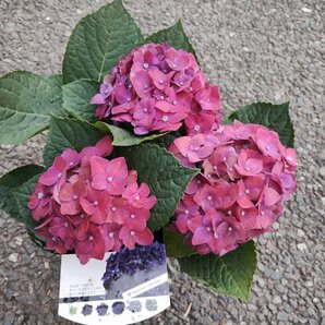 100円～● 吸い込まれそうなほどの深い青色の花が魅力的 ● アジサイ ● ディープパープル ● 4号 ● 黒みがかった深い紫 ●シック ●の画像1