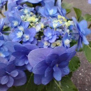 ● 八重咲の丸っこい装飾花と装飾花のような両性花が 高密度に咲く濃厚なインパクトのある花 ● アジサイ ● 卑弥呼 ● 5号 ● 花付き ●の画像5