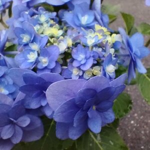 ● 八重咲の丸っこい装飾花と装飾花のような両性花が 高密度に咲く濃厚なインパクトのある花 ● アジサイ ● 卑弥呼 ● 5号 ● 花付き ●