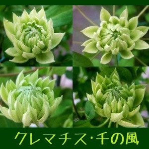 100円～● 希少 ● 珍しいグリーン色の花 ● クレマチス ● 千の風 ●6号● レア ● 早川廣 ● 安城クレマチスガーデン ●