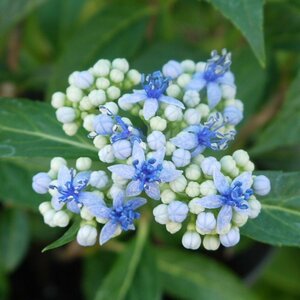 *jou The n hydrangea *.. .*ti black a*. mountain hydrangea * 3.5 number *