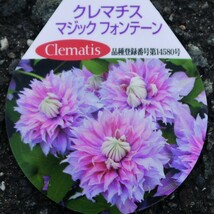 100円～● 豪華 ● 八重咲き ● クレマチス マジックフォンテーン ● パテンス系 ●6号● 大株 ● 万重咲き ● レア ● 希少 ●_画像3