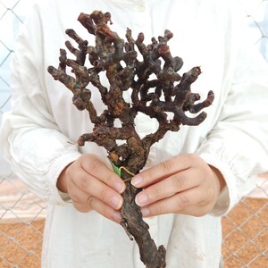 ミラビレ X008 ペラルゴニウム・ミラビレ 塊根植物 観葉植物 未発根 多肉植物 灌木 パキプス グラキリス 盆栽 アガベ ベアルート