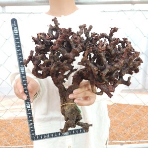 大株 ミラビレ X011 ペラルゴニウム・ミラビレ 塊根植物 観葉植物 未発根 多肉植物 灌木 パキプス グラキリス 盆栽 アガベ ベアルートの画像3