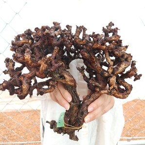 大株 ミラビレ X011 ペラルゴニウム・ミラビレ 塊根植物 観葉植物 未発根 多肉植物 灌木 パキプス グラキリス 盆栽 アガベ ベアルートの画像5