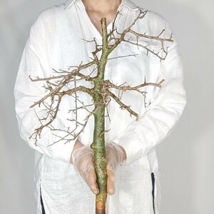 V074 コミフォラ・ミルラ　塊根植物 観葉植物 未発根 多肉植物 灌木 盆栽 パキプス グラキリス アガベ コーデック ス珍奇植物　