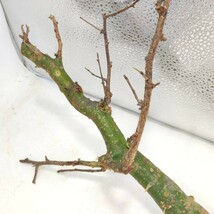 V076 コミフォラ・ミルラ　塊根植物 観葉植物 未発根 多肉植物 灌木 盆栽 パキプス グラキリス アガベ コーデック ス珍奇植物　_画像4