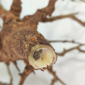 V053 ボスウェリア・ネグレクタ 塊根植物 観葉植物 未発根 多肉植物 灌木 盆栽 パキプス グラキリス アガベ コーデック ス珍奇植物 の画像7