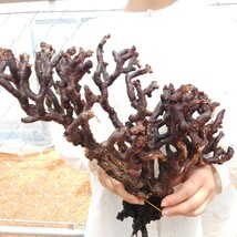 大株 ミラビレ X028 ペラルゴニウム・ミラビレ 塊根植物 観葉植物 未発根 多肉植物 灌木 パキプス グラキリス 盆栽 アガベ ベアルート_画像1