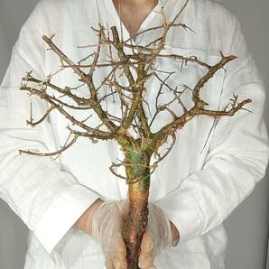 ネグレクタ V025 ボスウェリア・ネグレクタ 塊根植物 観葉植物 未発根 多肉植物 灌木 パキプス グラキリス 盆栽 アガベ コーデックスの画像1