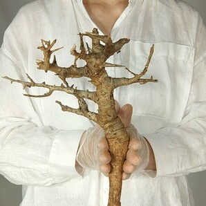 ネグレクタ V010 塊根植物 観葉植物 未発根 多肉植物 灌木 パキプス グラキリス 盆栽 アガベ コーデックスの画像6