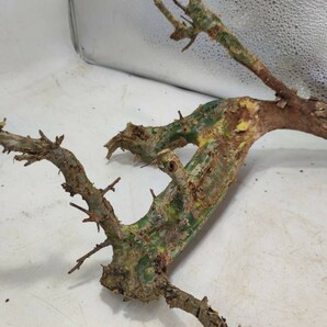 カンペストリス V136 コミフォラ・カンペストリス 塊根植物 観葉植物 未発根 多肉植物 灌木 パキプス グラキリス 盆栽 アガベ コーデックスの画像2