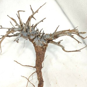 ネグレクタ V147 ボスウェリア・ネグレクタ 塊根植物 観葉植物 未発根 多肉植物 灌木 パキプス グラキリス 盆栽 アガベ コーデックスの画像2