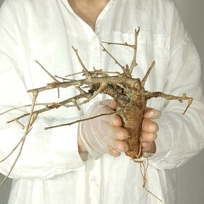 ネグレクタ V148 ボスウェリア・ネグレクタ 塊根植物 観葉植物 未発根 多肉植物 灌木 パキプス グラキリス 盆栽 アガベ コーデックスの画像6