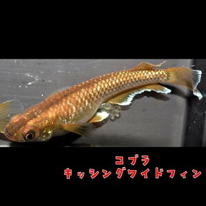 コブラキッシング 稚魚 １０匹  オマケ めだか メダカ コブラ キッシング ワイド フィン ５式 五式 ブラック ダイヤ クラウドの画像7