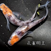 孔雀明王　稚魚１０匹　オマケ付き　メダカ 稚魚 白 黒 三色 めだか　メダカ　赤　紅　朱　松井　鰭　長　舞めだか　血統　朱光菊_画像10