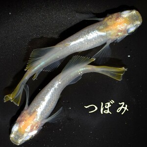 つぼみ　稚魚１０匹　めだか メダカ　白　黄　鰭　ヒレ　幹之　オレンジ　半透明鱗　ブラックリム　光体型　みゆき　対外光　体内光　