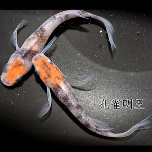 孔雀明王　稚魚１０匹　オマケ付き　メダカ 稚魚 白 黒 三色 めだか　メダカ　赤　紅　朱　松井　鰭　長　舞めだか　血統　朱光菊