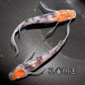 孔雀明王 稚魚１０匹 オマケ付き メダカ 稚魚 白 黒 三色 めだか メダカ 赤 紅 朱 松井 鰭 長 舞めだか 血統 朱光菊の画像8