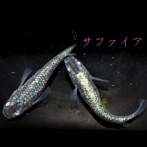 サファイア 稚魚 １０匹 オマケ付き めだか メダカ ブルー ラメ 青 ラメメダカ キラキラ  ネプチューン の画像3