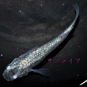 サファイア 稚魚 １０匹 オマケ付き めだか メダカ ブルー ラメ 青 ラメメダカ キラキラ  ネプチューン の画像6