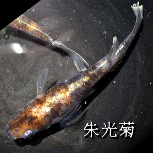 朱光菊 稚魚 １０匹 オマケ付き 菊間 三色 対外光 メダカ めだか 赤 黒 白 鰭 光 の画像1