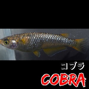 コブラ　フレーミングラメ　稚魚１０匹＋α　五式　ブラックダイヤ　クラウドグレー　メダカ　めだか　ラメ