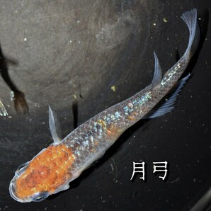 月弓 稚魚 １０匹 オマケ 付き めだか メダカ 夜桜 ユリシス レクリス 舞 丹頂 ラメ ラメメダカ 鱗 ブルー 青ラメ 青 の画像2