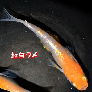 紅白ラメ 稚魚 １０匹 オマケ 付き 赤 紅 白 メダカ めだか 紅白 ラメ 丹頂 MEDAKANEON 色 の画像1