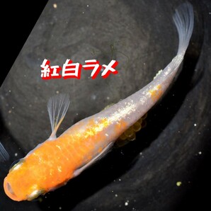 紅白ラメ 稚魚 １０匹 オマケ 付き 赤 紅 白 メダカ めだか 紅白 ラメ 丹頂 MEDAKANEON 色 の画像8